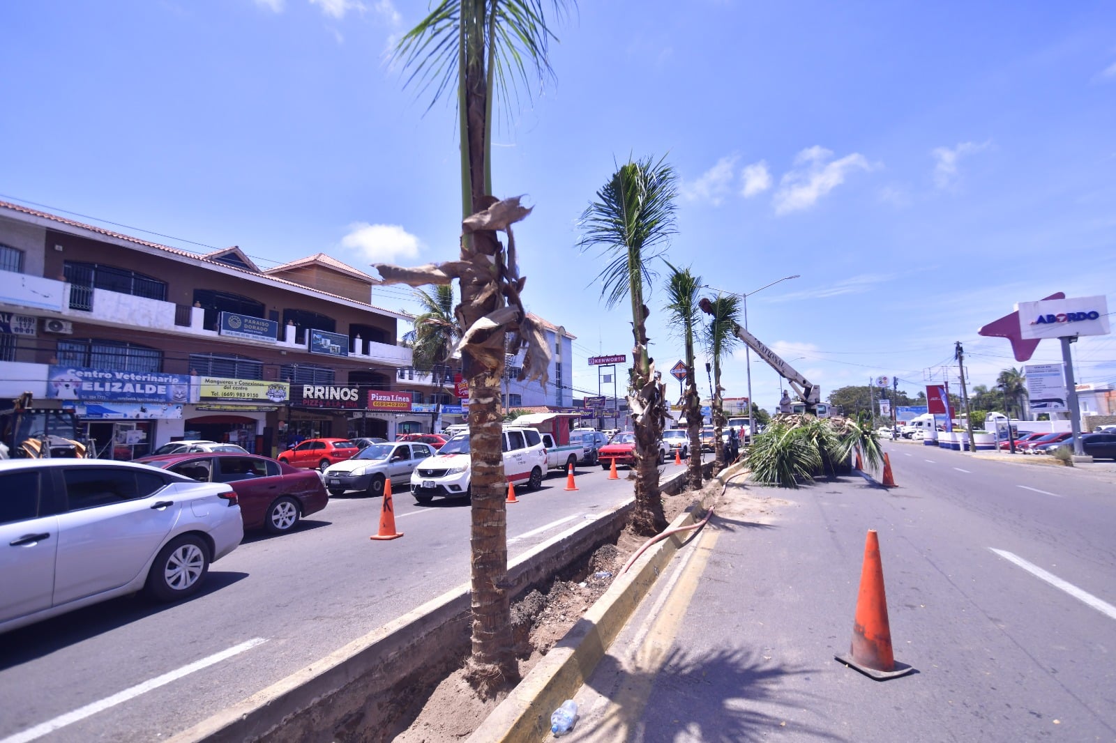Dirección de Servicios Públicos de Mazatlán plantando palmas cocoteras en Mazatlán