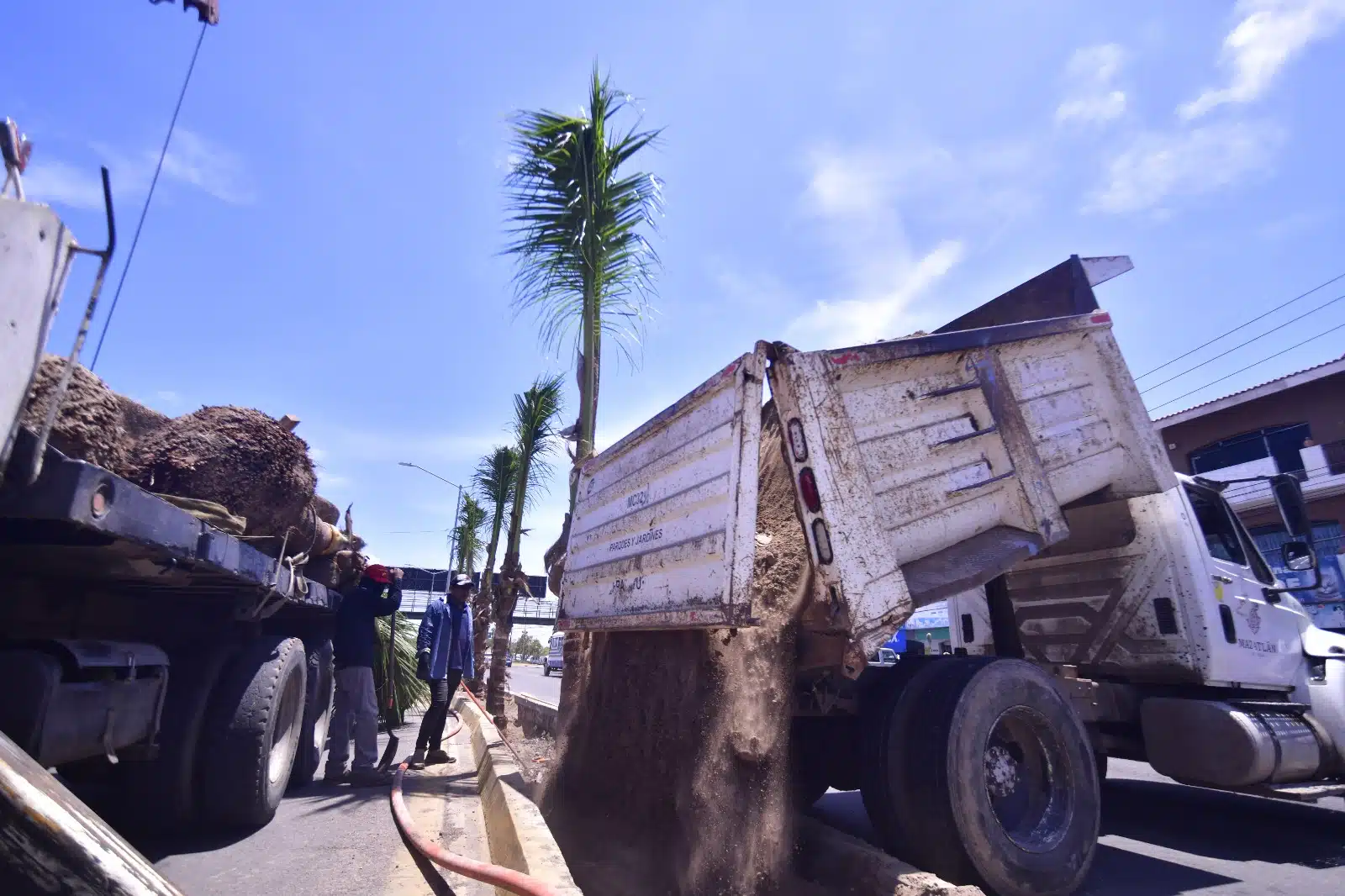 Dirección de Servicios Públicos de Mazatlán plantando palmas cocoteras en Mazatlán