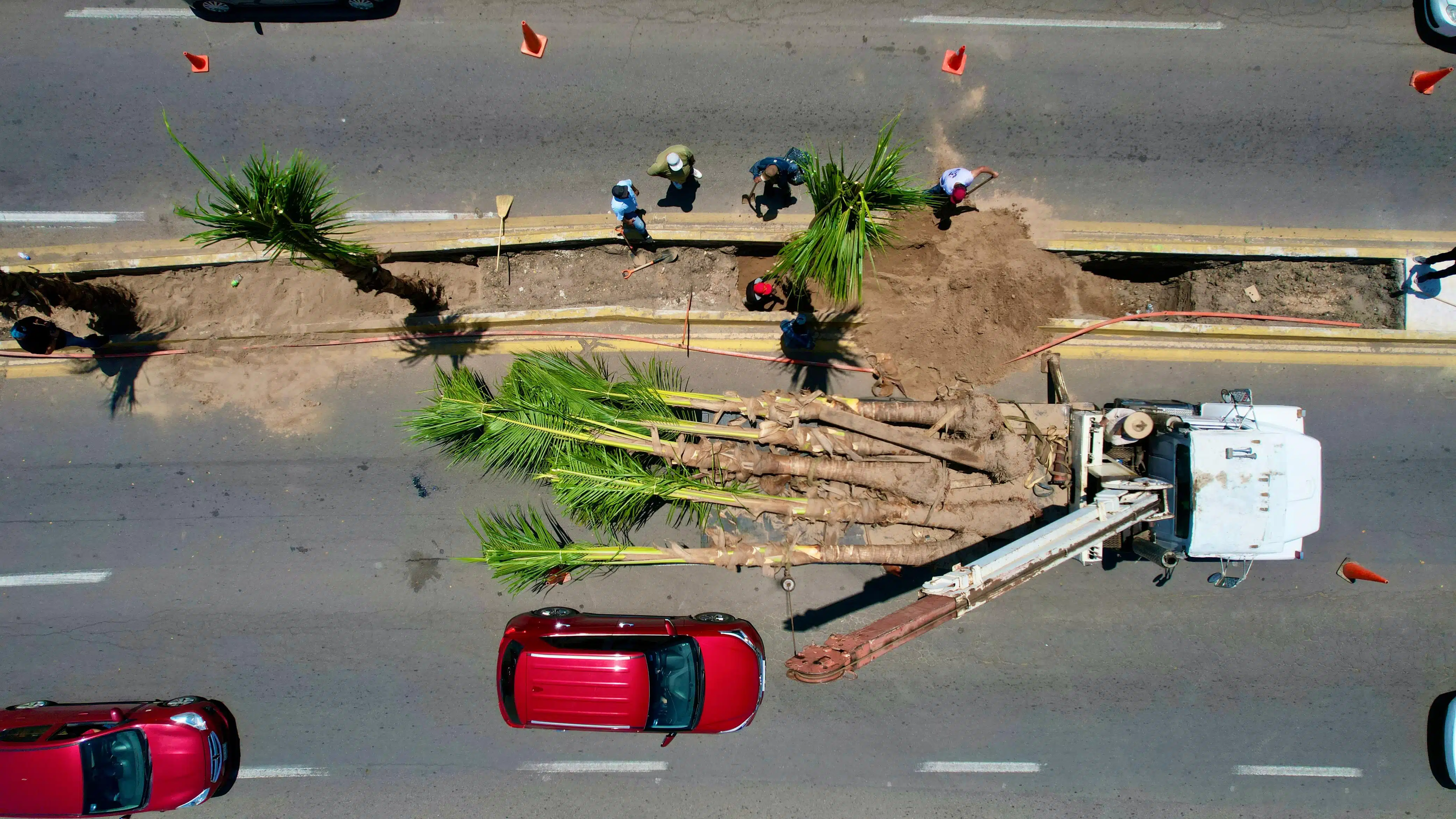 Dirección de Servicios Públicos de Mazatlán plantando palmas cocoteras en Mazatlán