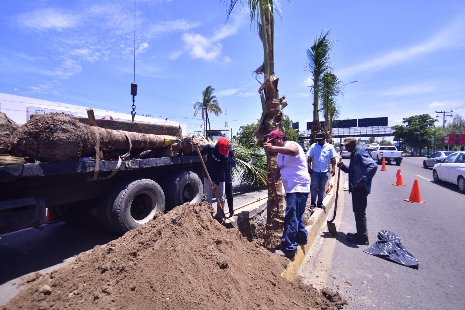 Dirección de Servicios Públicos de Mazatlán plantando palmas cocoteras en Mazatlán