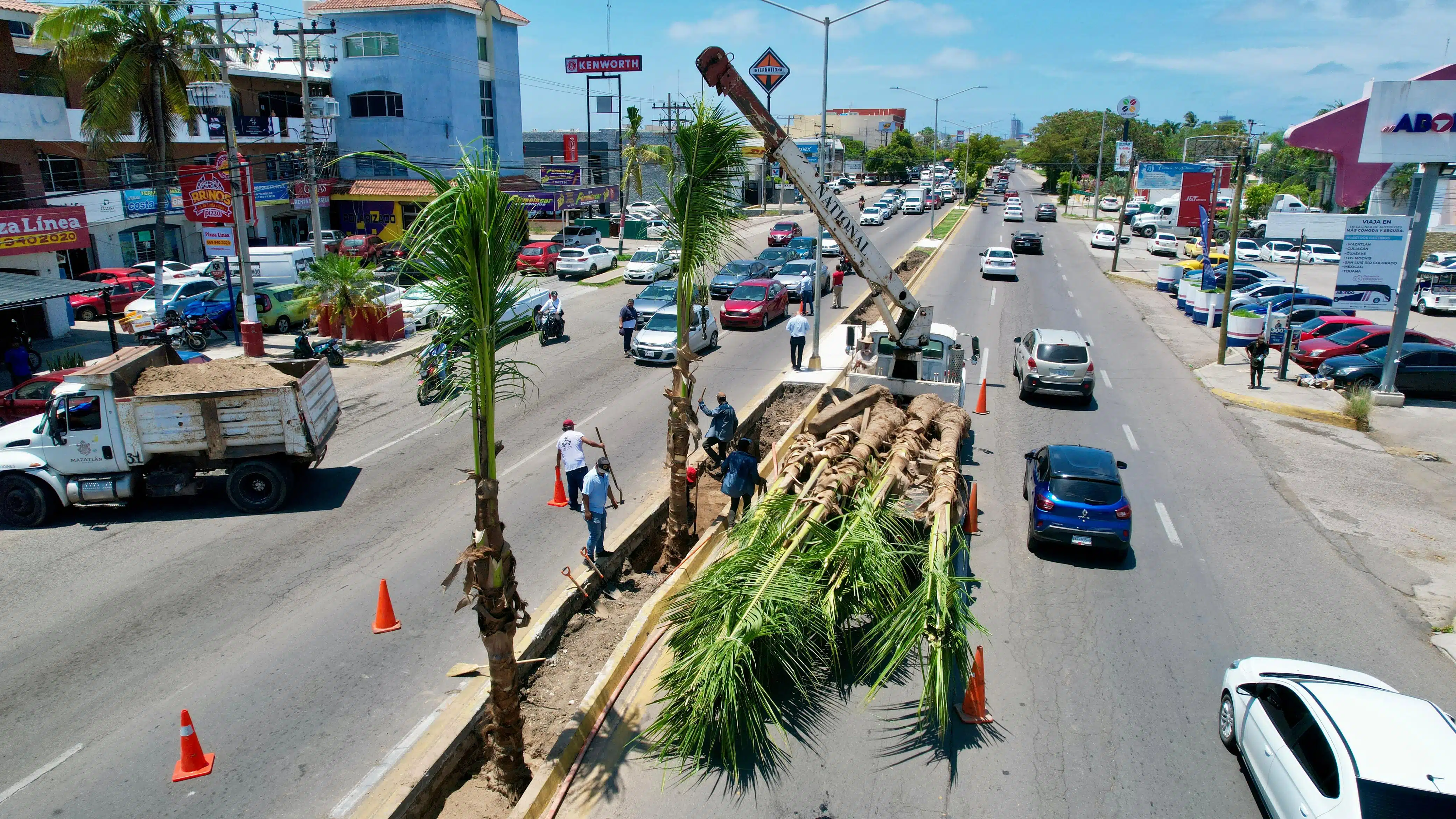 Instalación de palmeras cocoteras en avenida de Mazatlán