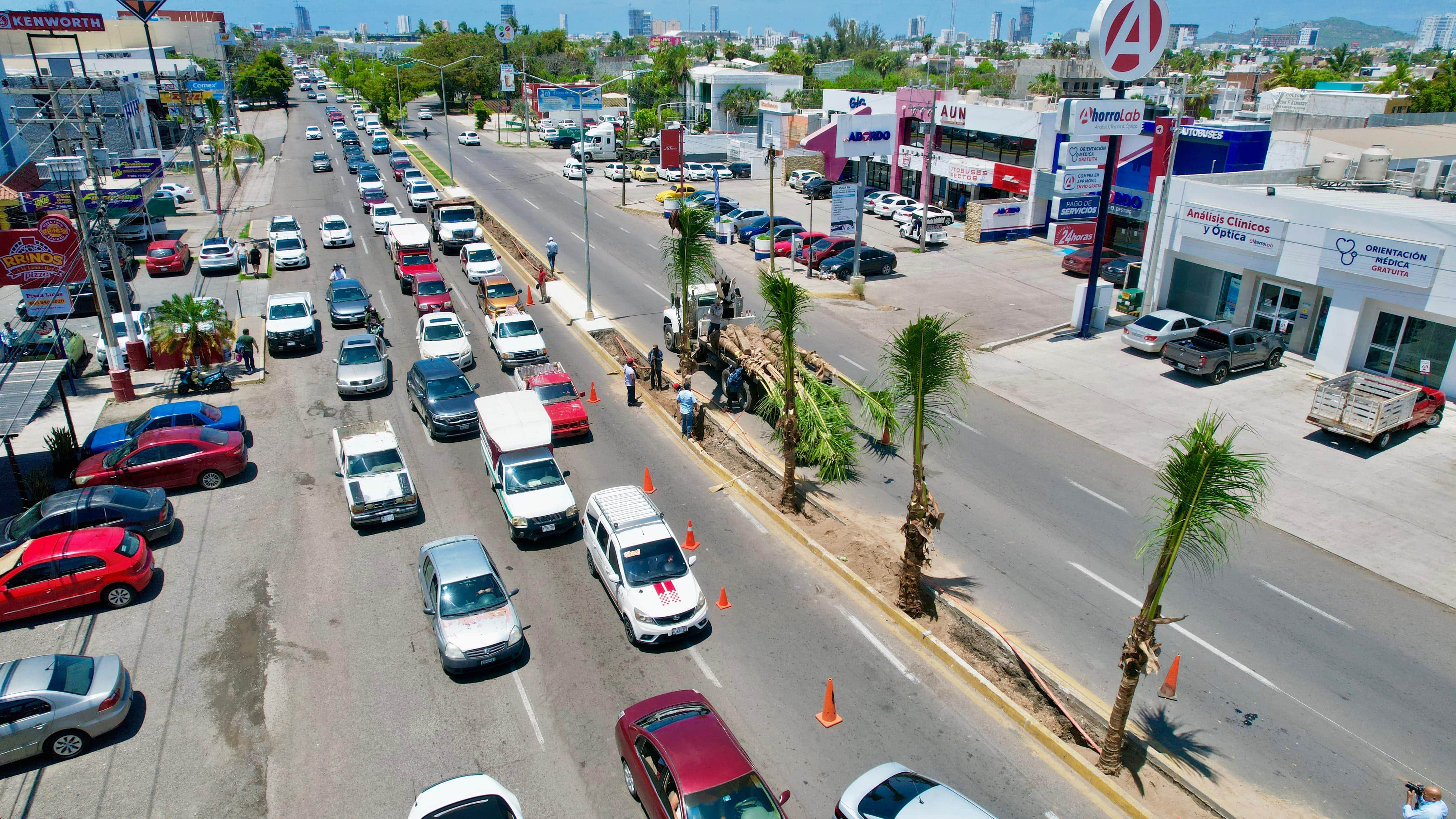 Dirección de Servicios Públicos de Mazatlán plantando palmas cocoteras en Mazatlán