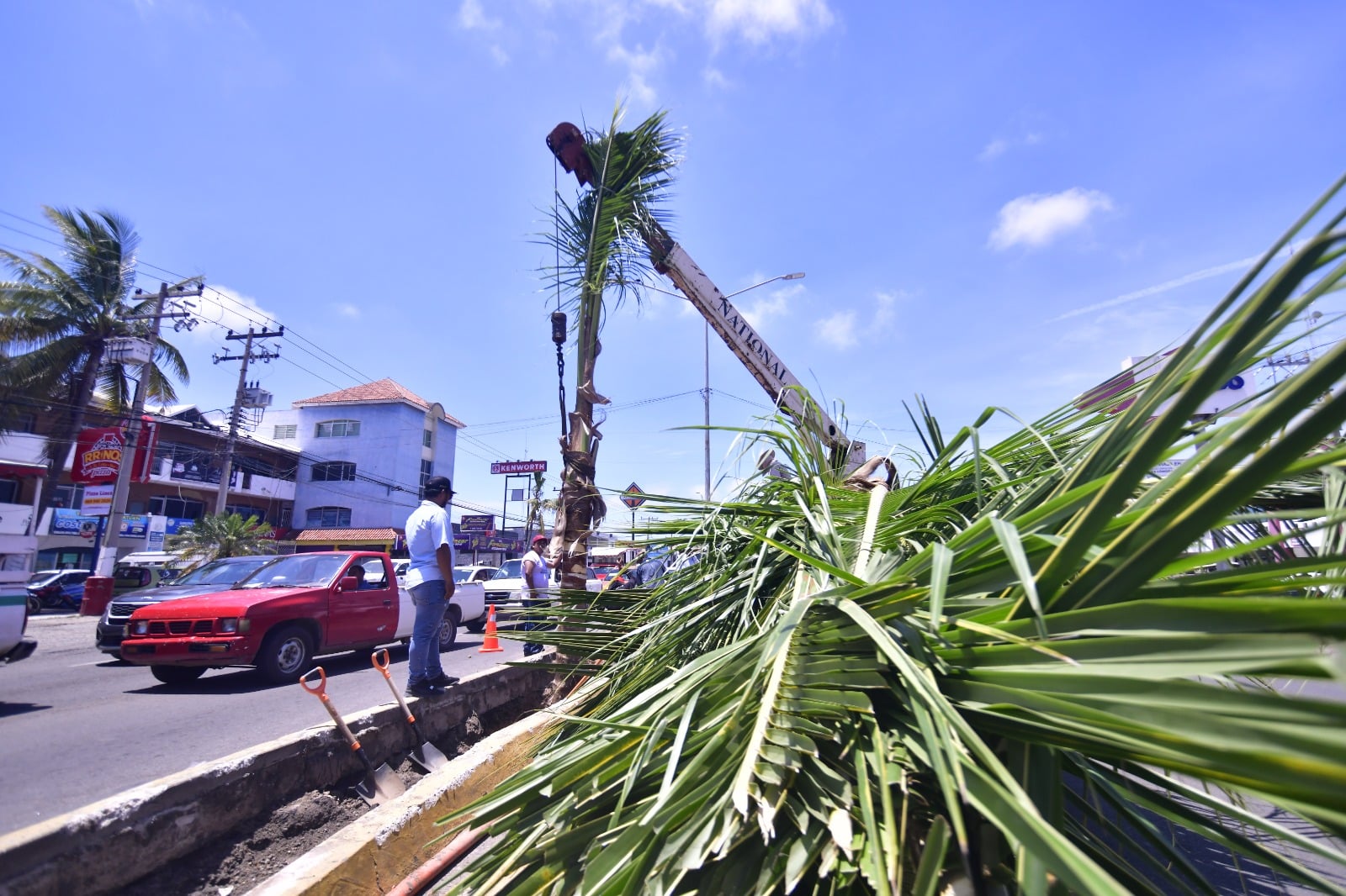 Dirección de Servicios Públicos de Mazatlán plantando palmas cocoteras en Mazatlán