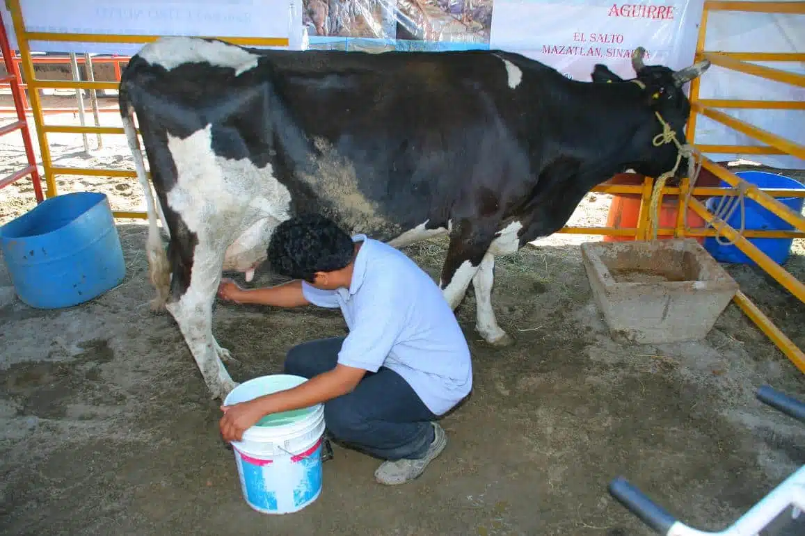 Productores de leche buscan incremento de precio en Mazatlán