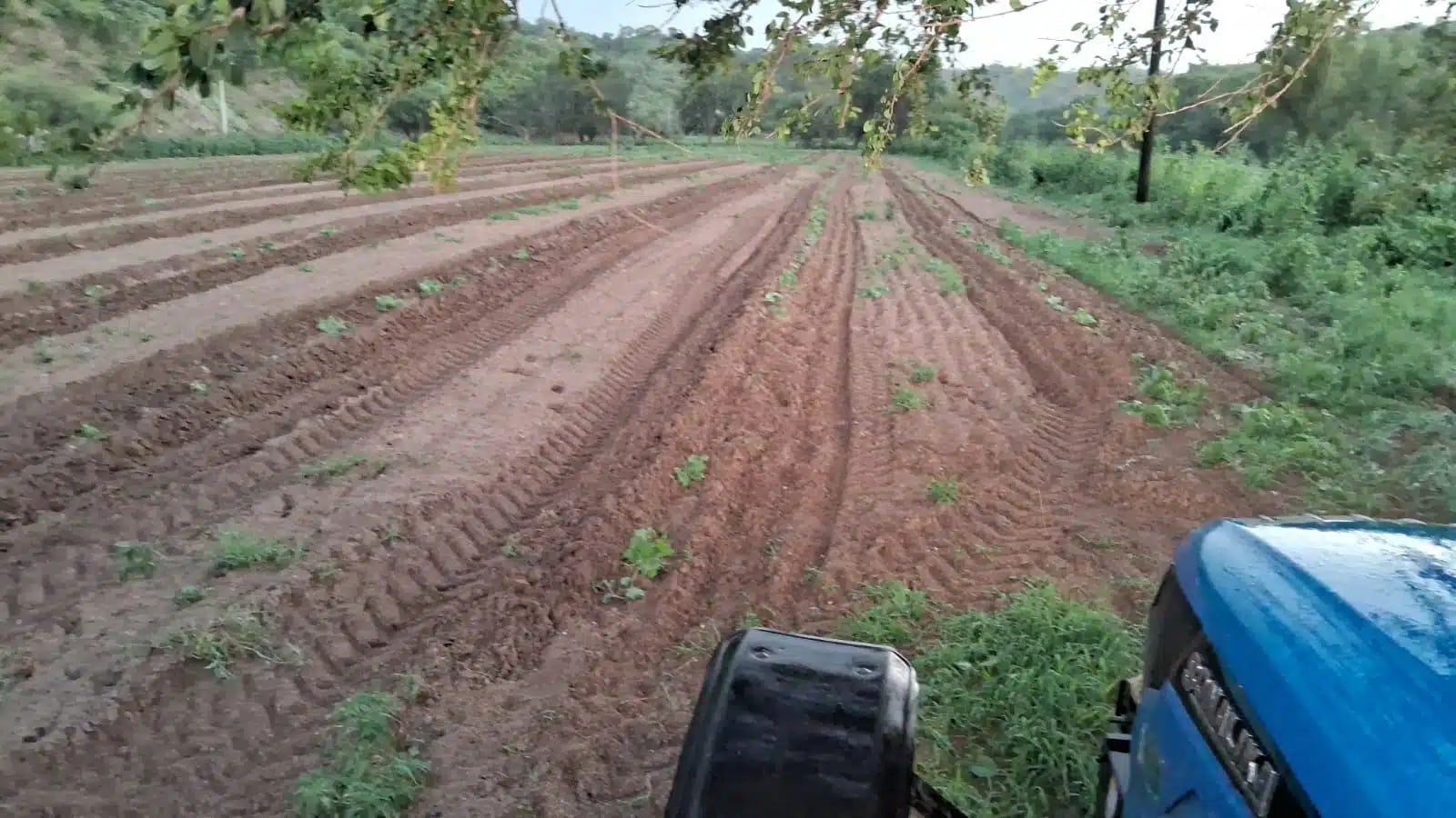Productores temen que sea un año malo