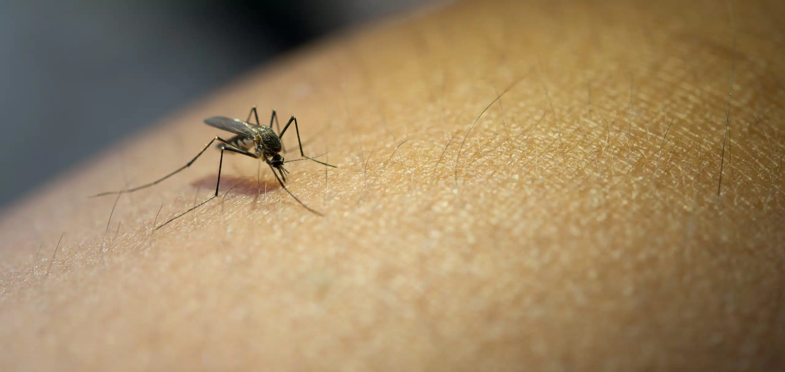 Reporta SSa 20 mil casos de dengue y 49 fallecimientos por esta infección en todo el país