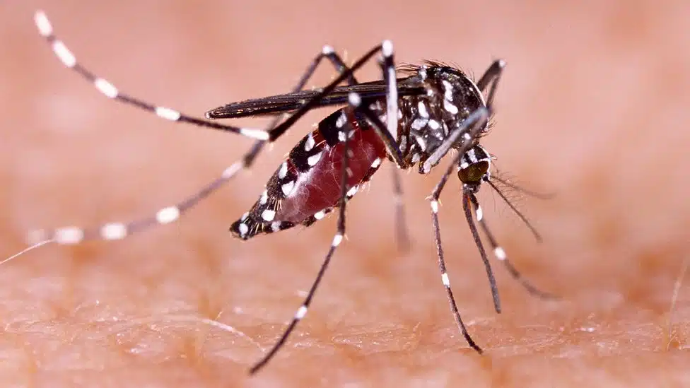 Reportan en todo México 22 mil 211 casos de dengue