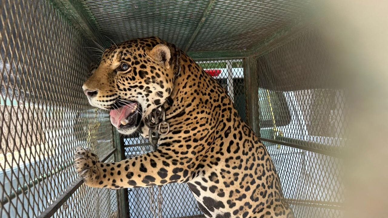 Rescatan a un jaguar y aseguran seis vehículos en Mocorito