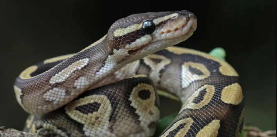 Serpiente pitón devora a una mujer en Indonesia