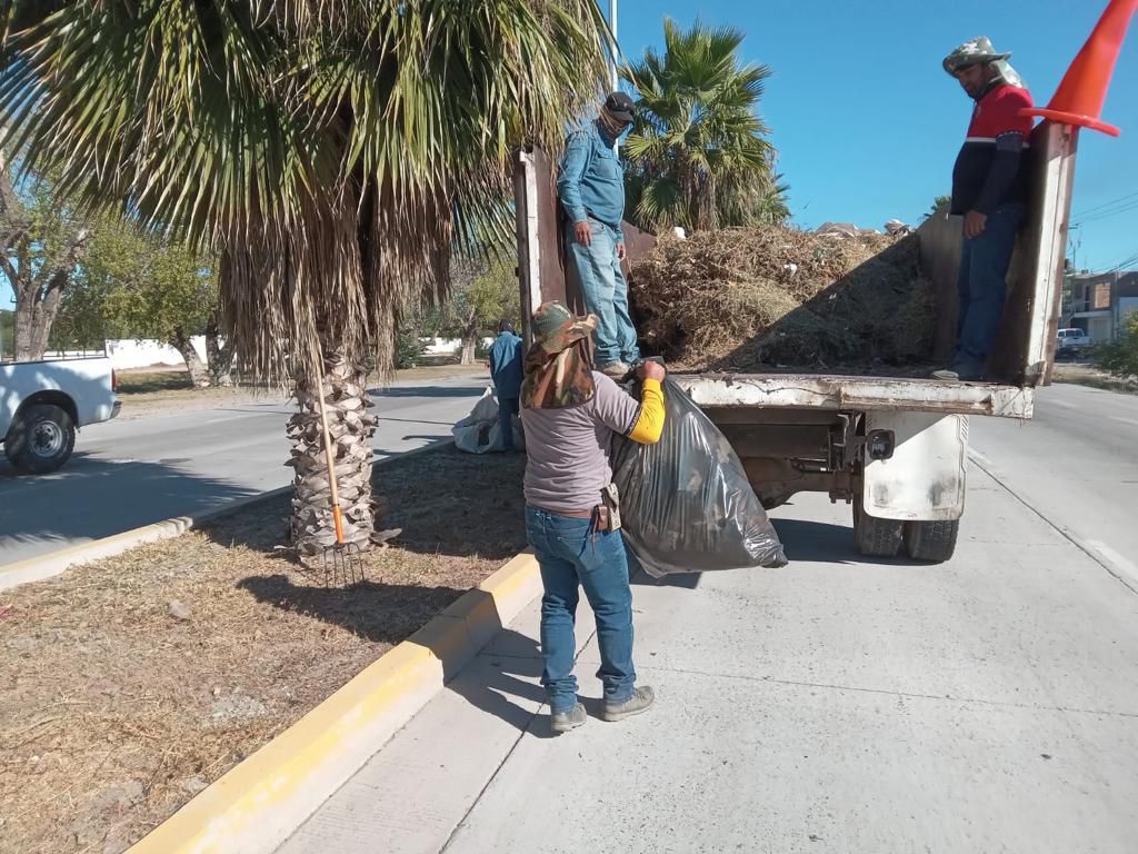 Poda de árboles y recolección de follaje en Los Mochis
