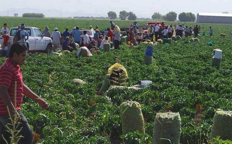 Grupo de tarahumaras trabajando en el campo