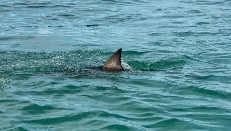 Imagen de un tiburón nadando en el mar