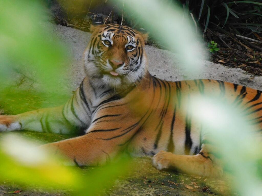 Un tigre descansa en un recinto de animales
