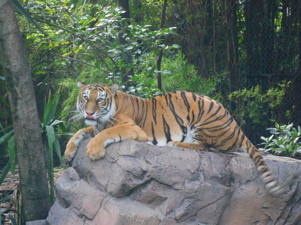 Un tigre descansa en un recinto de animales