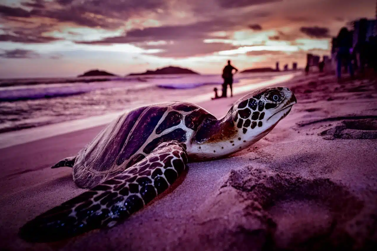Escultura de una tortuga marina en la playa de Mazatlán
