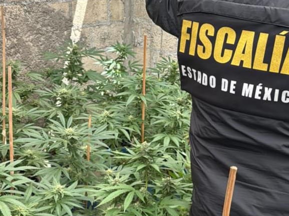 Tras operativo en Edomex decomisan 200 macetas con plantas de mariguana
