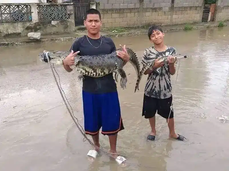 Tras tormentas han capturado 50 cocodrilos en calles de Tamaulipas