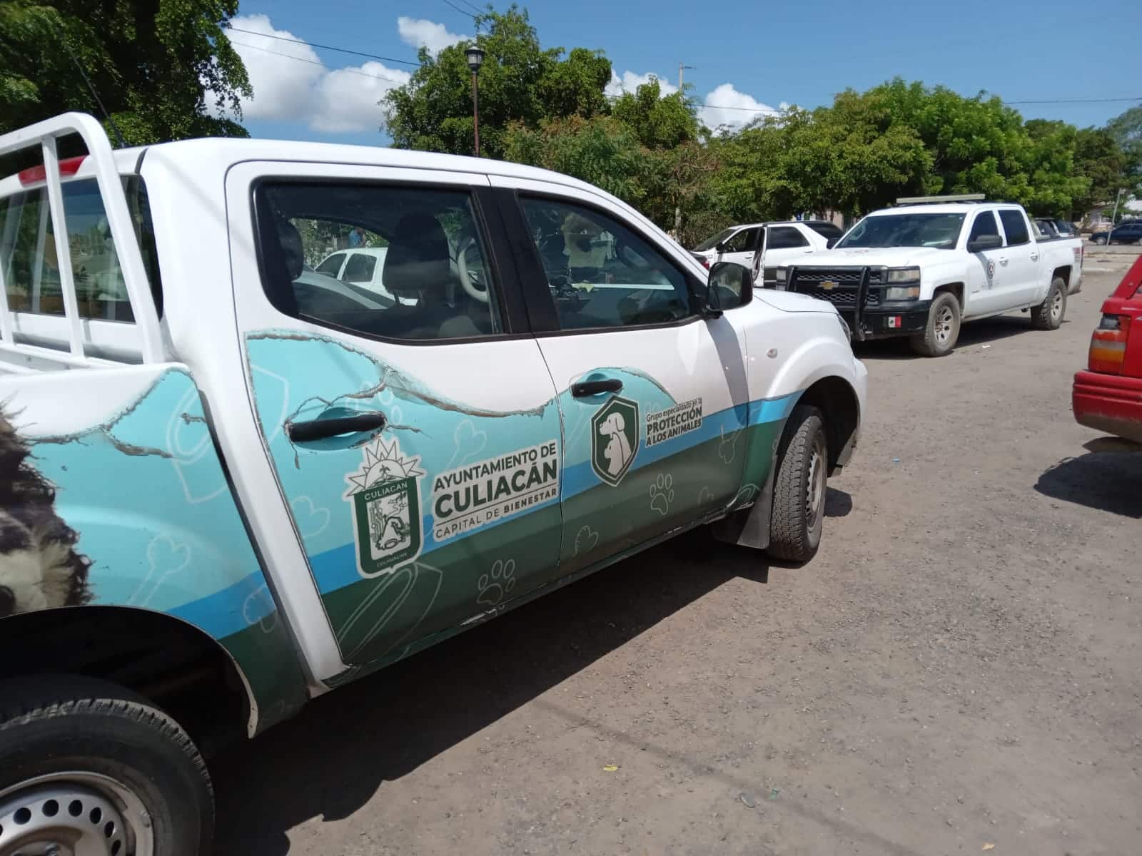 Trasladan a salvo a perritos que estuvieron encerrados en domicilio de Eldorado