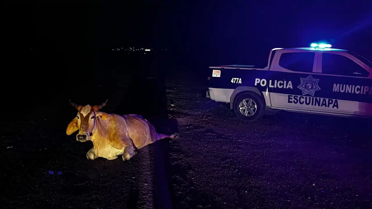 Vagoneta se impacta contra Vaca en Escuinapa