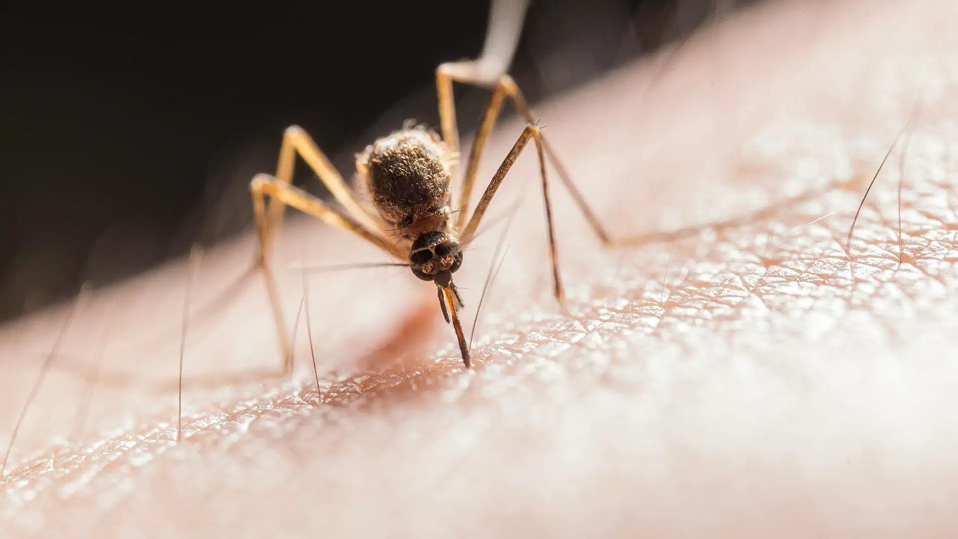 Ya han muerto seis personas por dengue en Veracruz