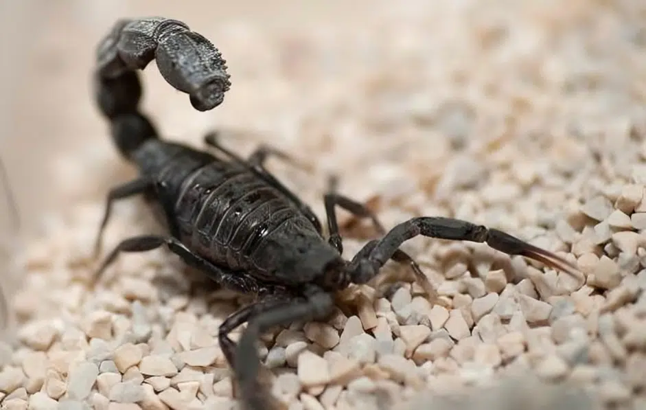Escorpión de cola negra