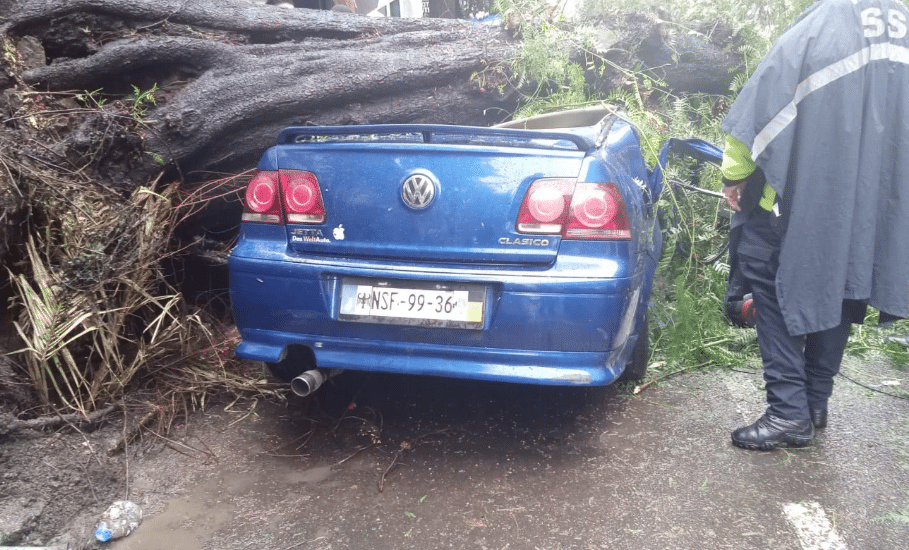 Árbol cae sobre un auto en CDMX; mujer muere y su bebé de un año es rescatado con vida