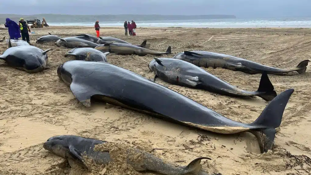 Ballenas pilotos varadas en una playa de Escocia