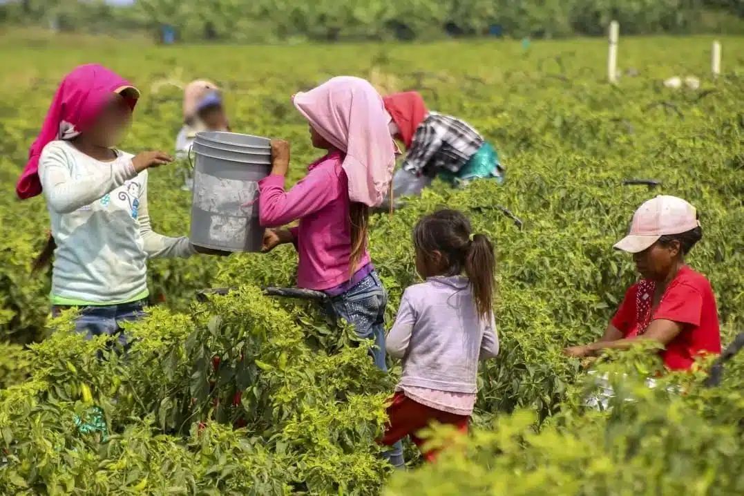 Jornaleros agrícolas