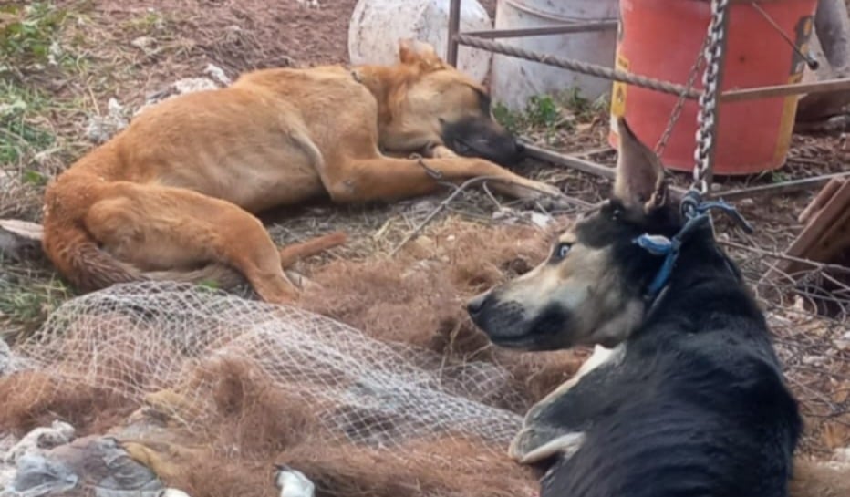Perritos son rescatados de maltrato animal