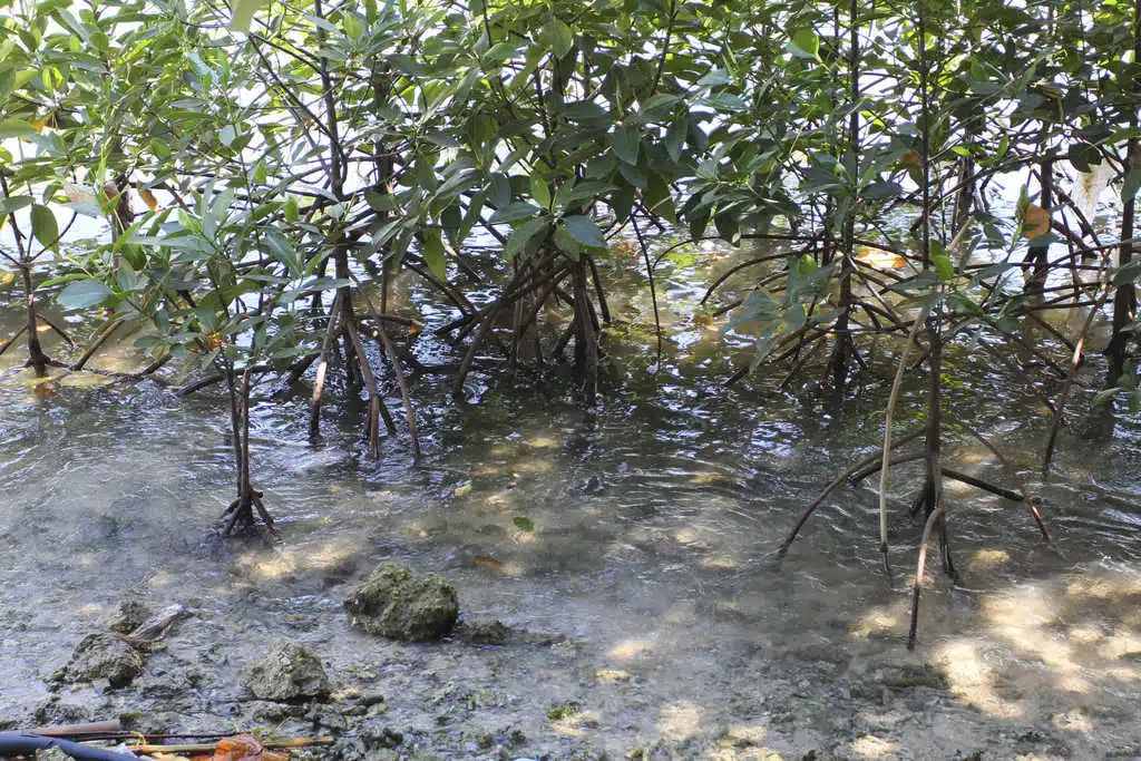 Reforestación de mangles