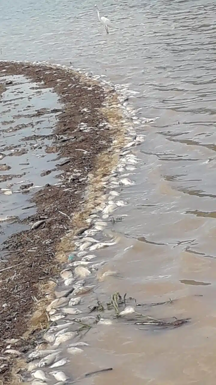 Peces muertos en la orilla de presa en El Fuerte