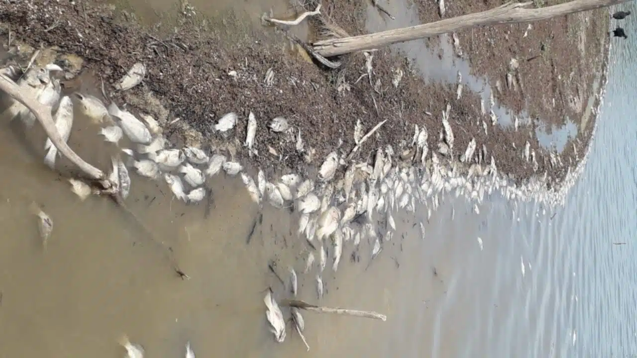 Peces muertos en la orilla de presa en El Fuerte