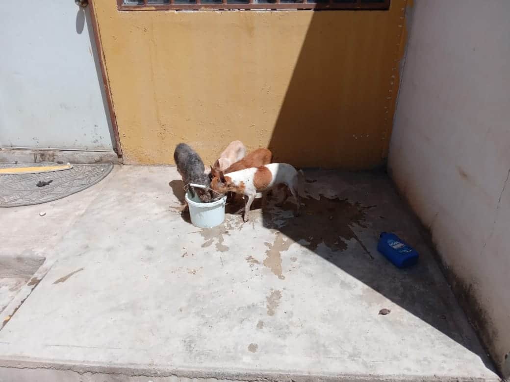 Perros en malas condiciones
