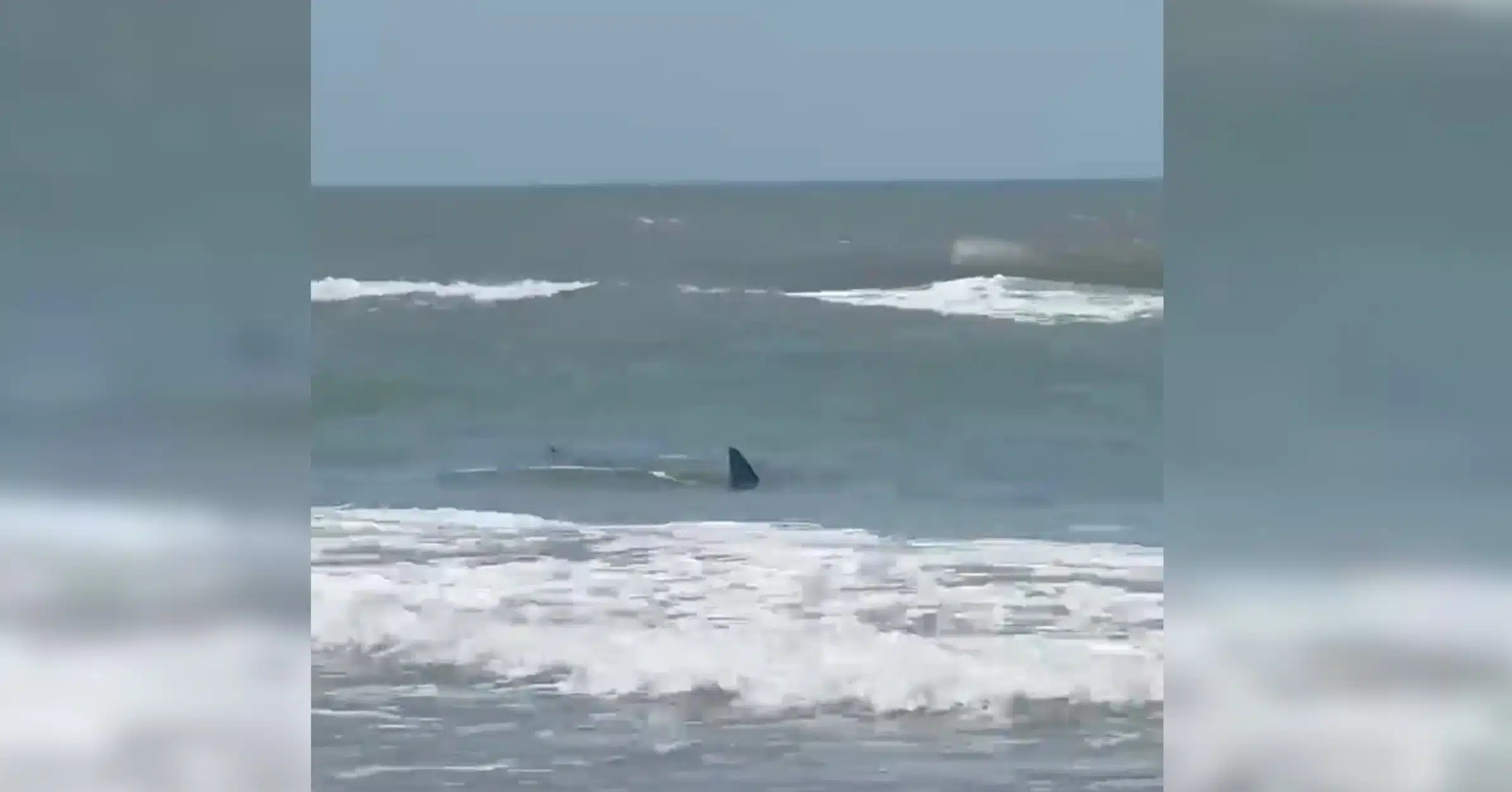 Un tiburón nada cerca de la orilla de la playa