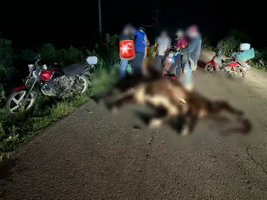 Motociclista lesionado tras chocar contra vaca en la carretera en el Bajío, Mazatlán