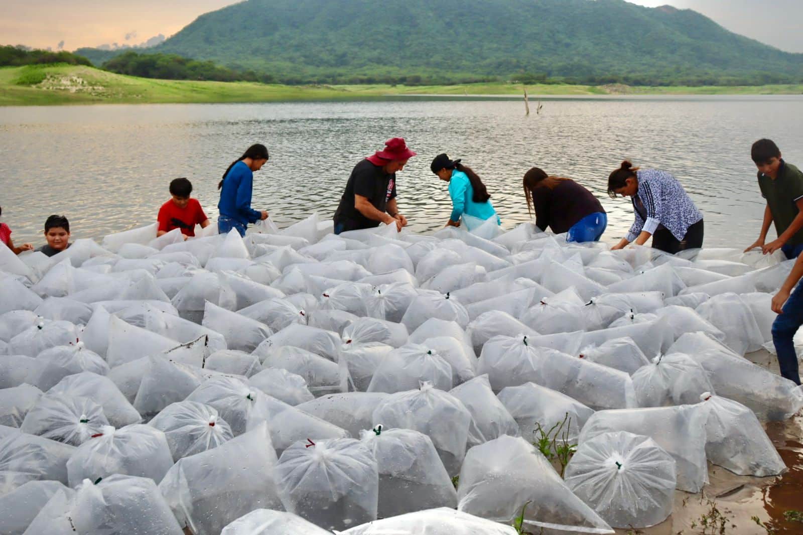 Siembra de 600 mil alevines en la presa Sanalona como parte de la tercera etapa del programa de Repoblamiento de Presas y Embalses