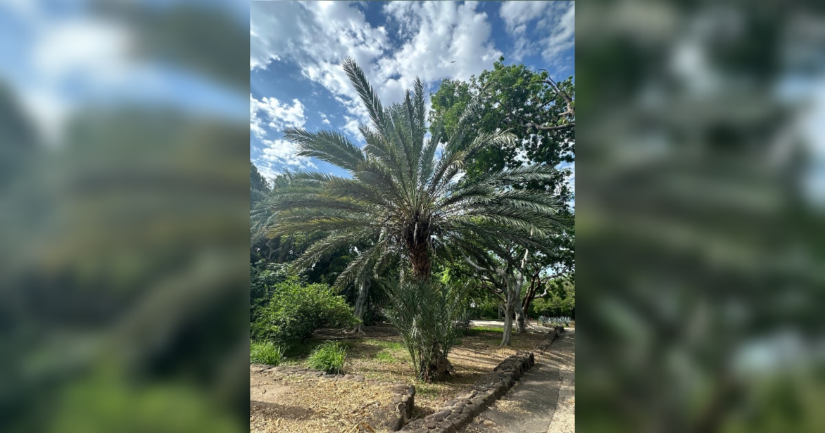 Árbol de la Vida en el Jardín Botánico Culiacán