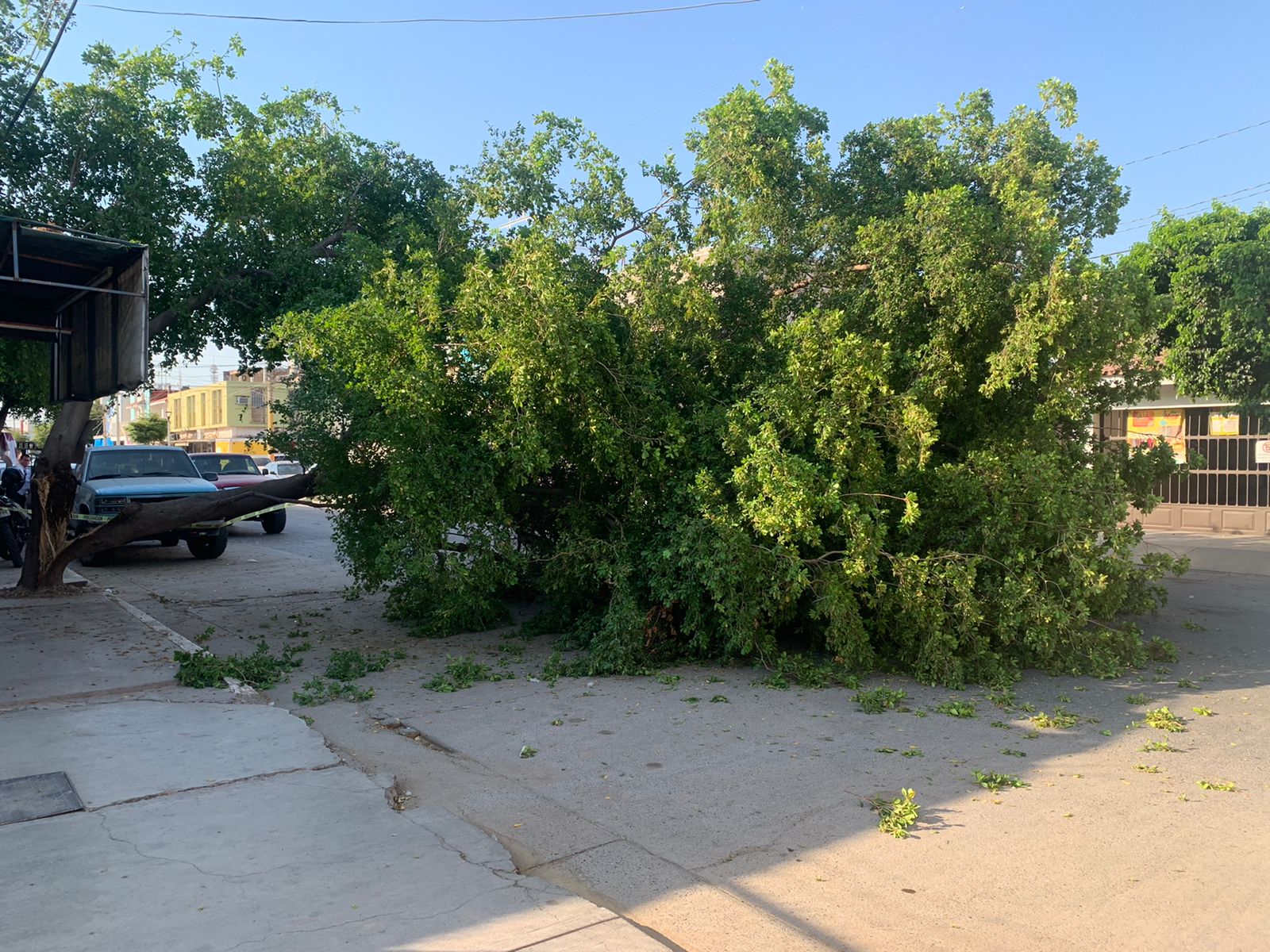 Arboles y postes caidos en Culiacán