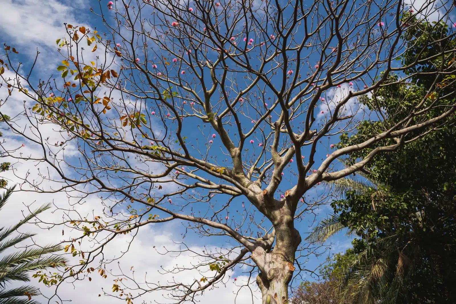 BOTÁNICO CULIACÁN (1)