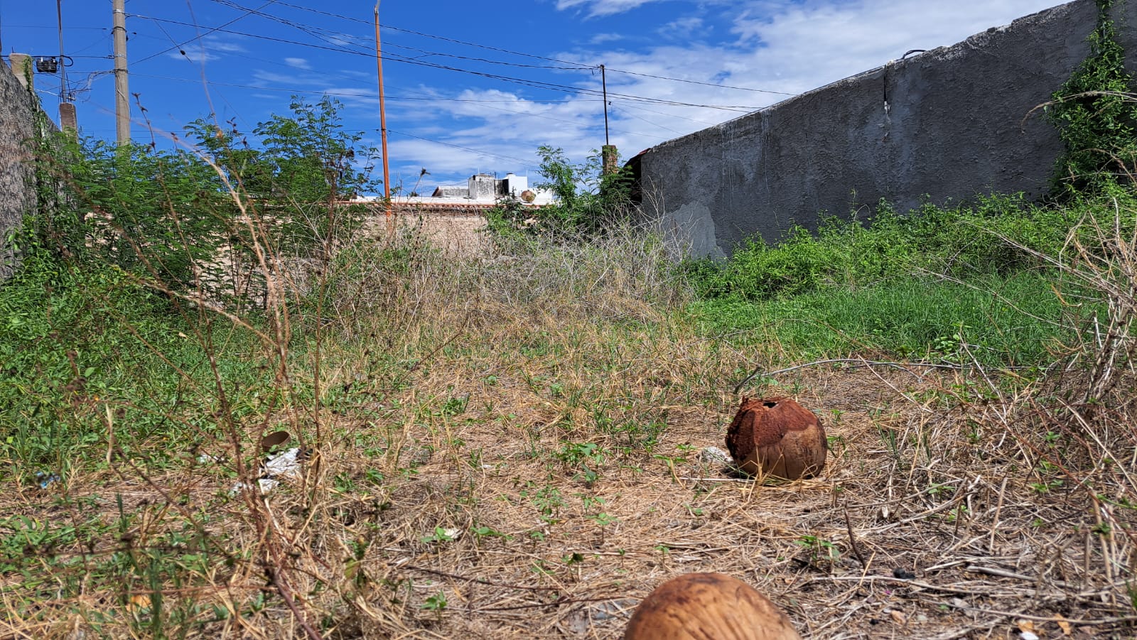 Baldío enmontado en Guamúchil