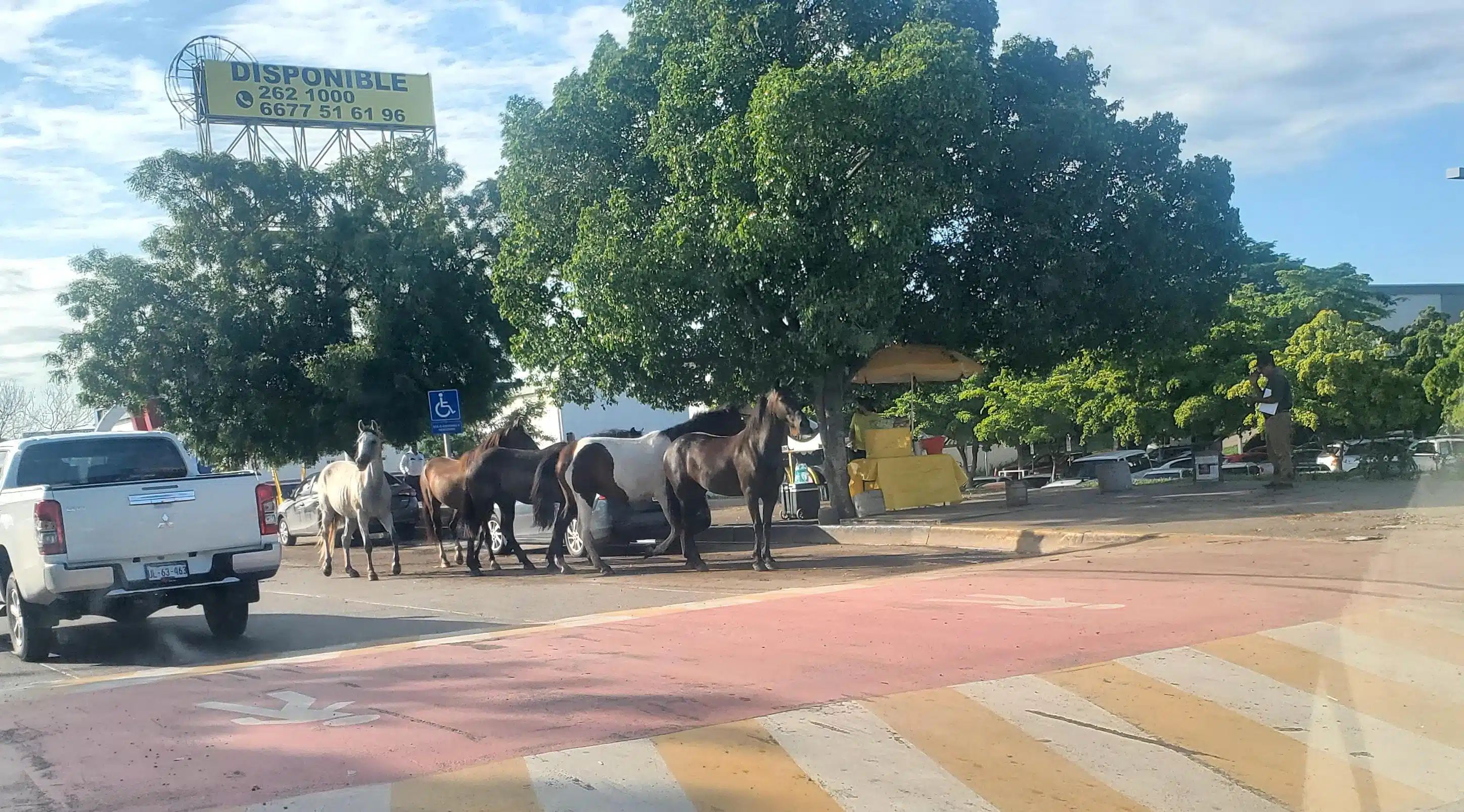 Caballos sueltos en pleno bulevar