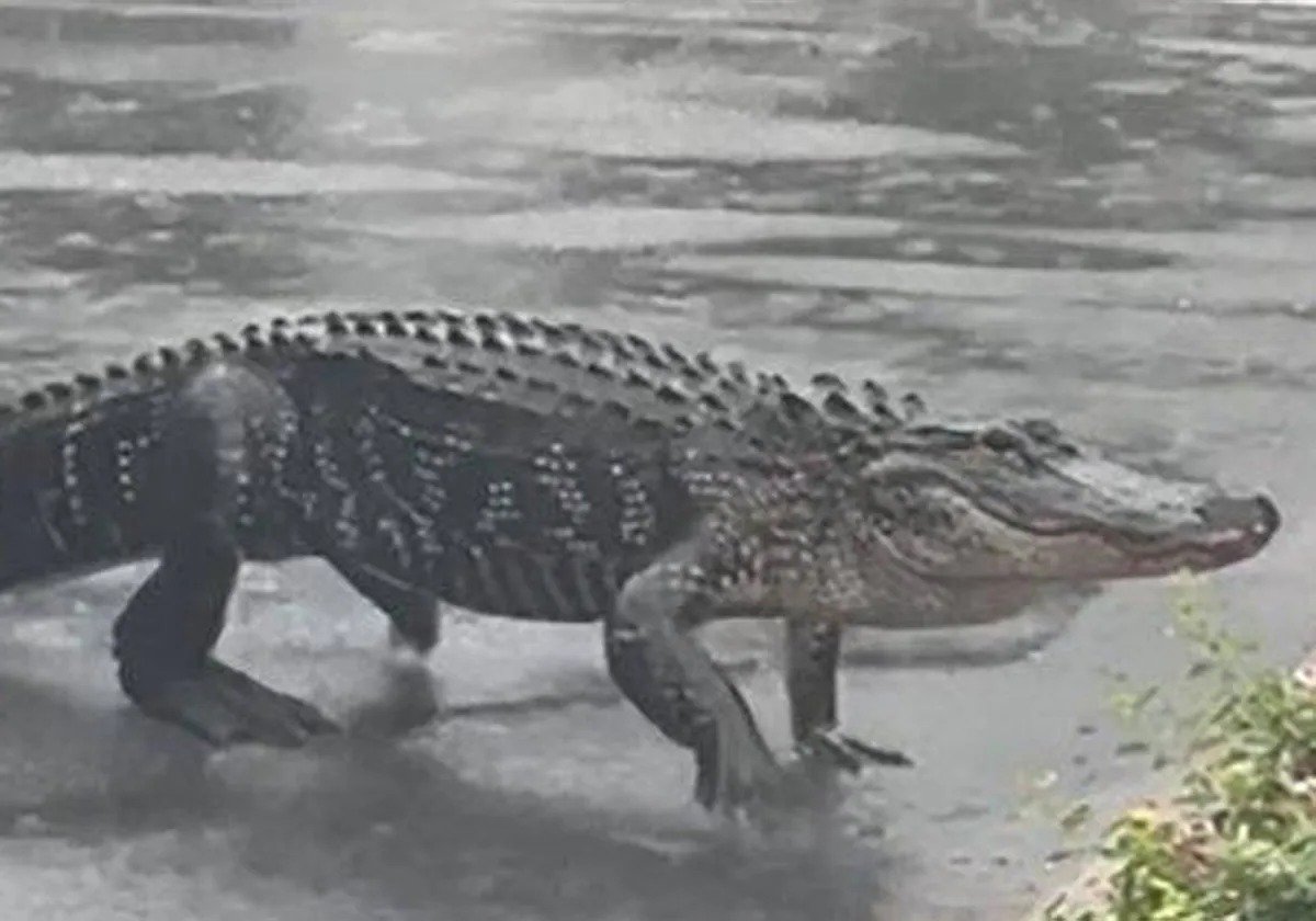 Caimanes nadan por las calles de Carolina del Norte