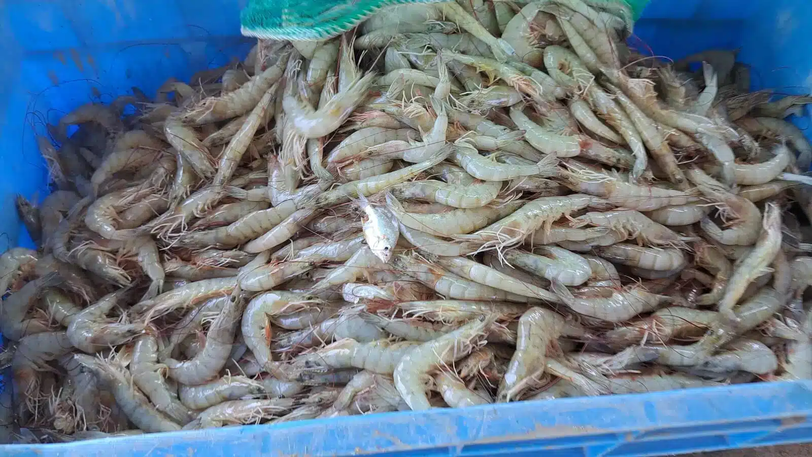 Camarones dentro de una caja de plástico