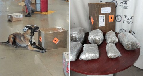 Perro de la Guardia descubre mariguana