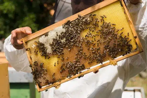 Clima provoca presencia de abejas, PC Ahome