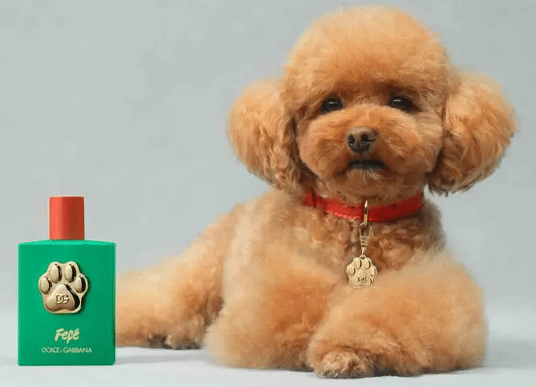 Dolce&Gabbana desata controversia al lanzar un perfume para perros a más de 100 dólares