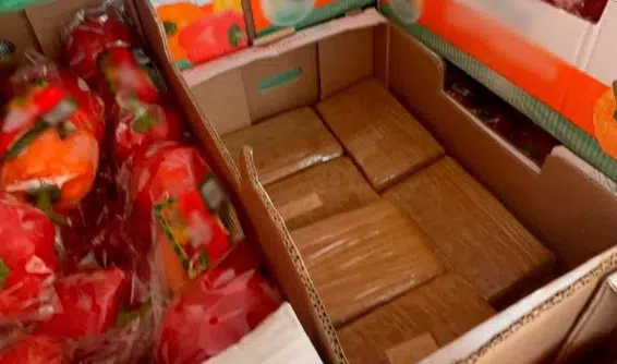 FGR asegura 14 paquetes de fentanilo ocultos en cajas de pimiento, en Sonora