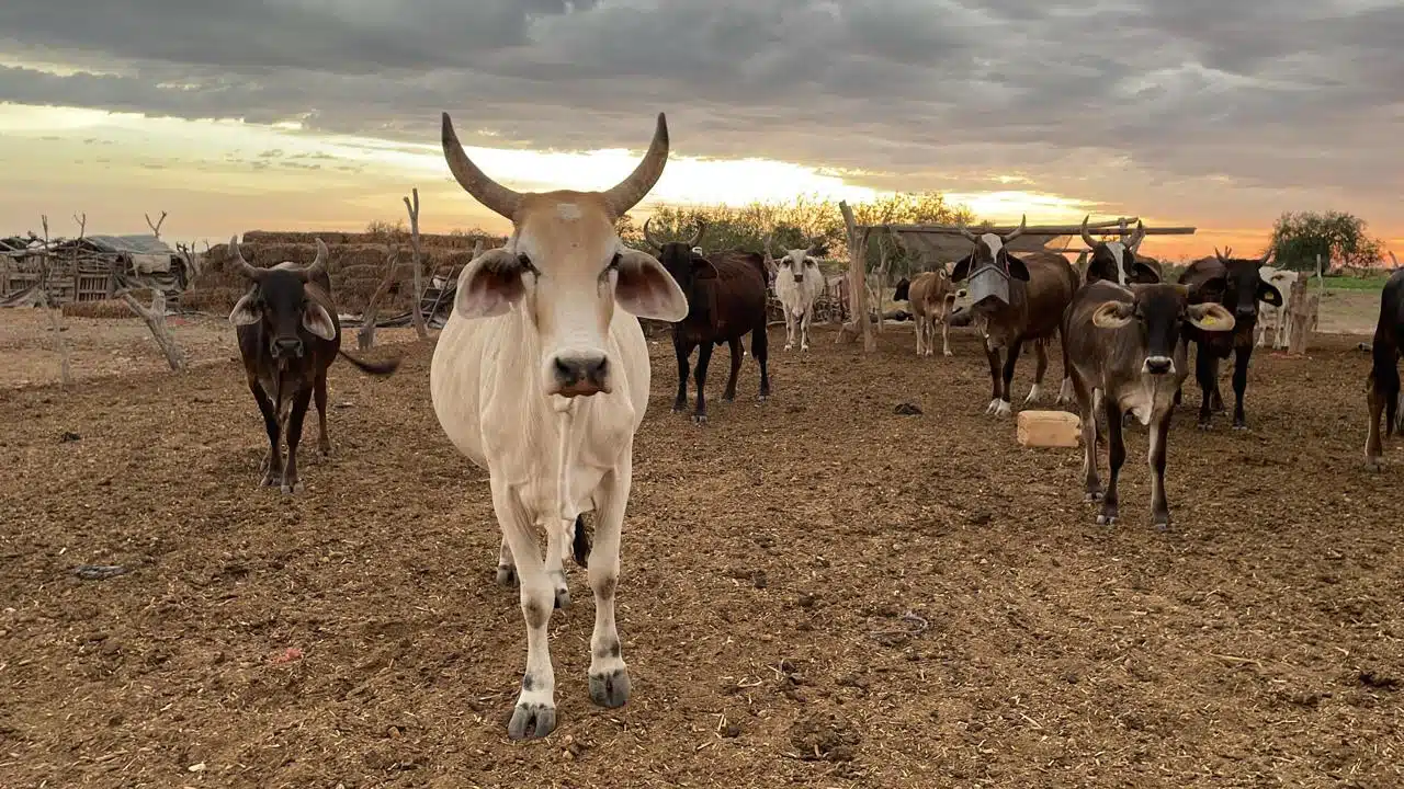 Ganado en un corral