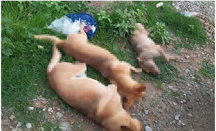 Investigan muerte por envenenamiento de varios perros y gatos en la Mixteca