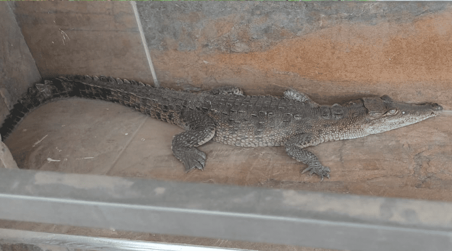 Localizan un cocodrilo en la colonia Ruíz Cortines en Culiacán